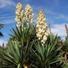 Yucca 7G (Yucca Filamentosa)