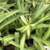 Spider Plant 3G(Chlorophytum)