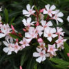 Oleander Pink Dwarf 3G (Nerium Oleander Petite Pink)