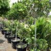 Ficus green island - Microcarpa  op stam 15G