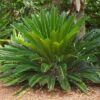 Sago palm 15G (Cycas revoluta)