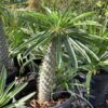 Madagascar palm 7G (pachypodium lamerei)