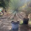 Yucca Rostrata 7G (import)