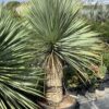 Yucca Rostrata 15G